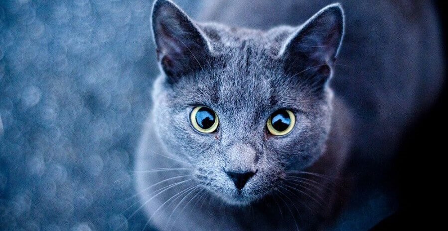 Blue Russian cat