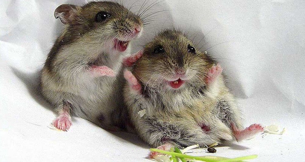 Interesting facts about rodents