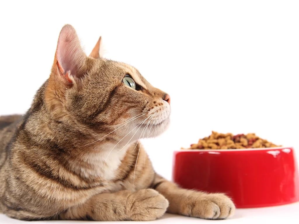 Cat food classes