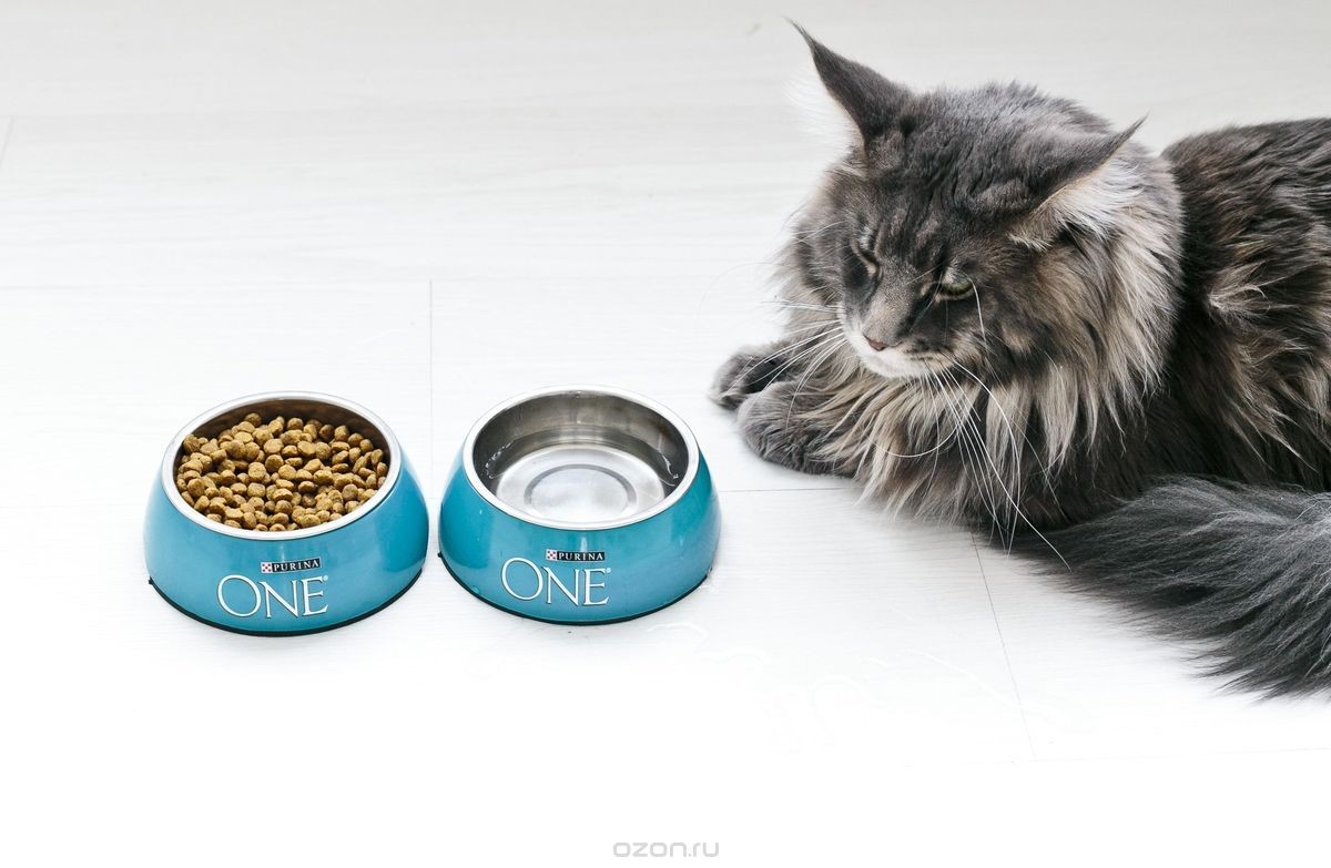 Premium cat food