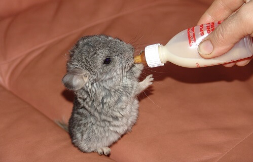 Tiny chinchilla