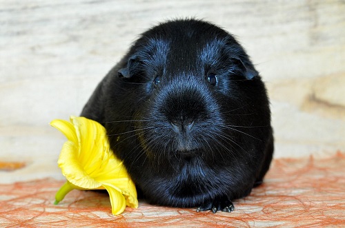 Little guinea pigs