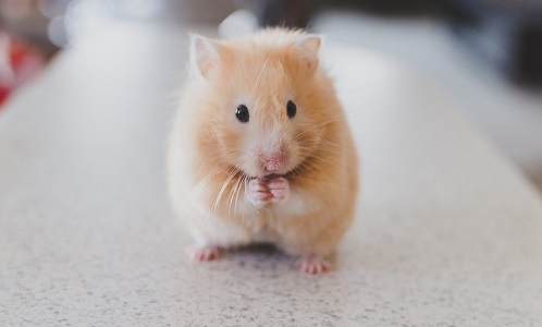 Little hamster