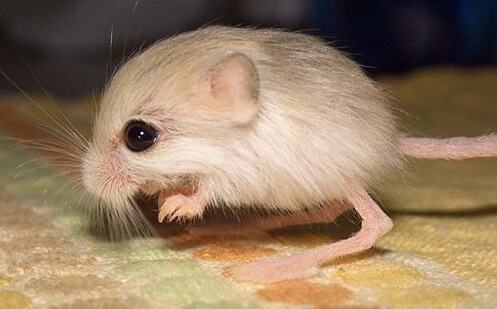 Little jerboa