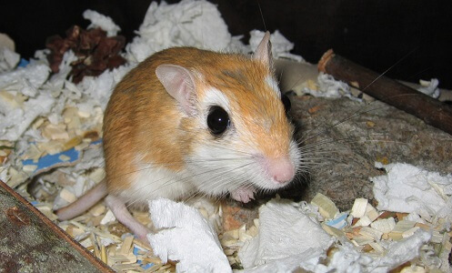 Gerbil