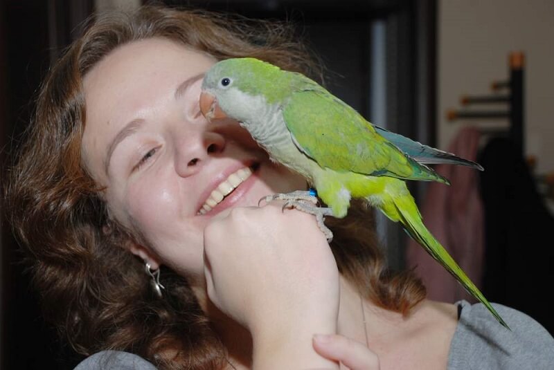 Quaker parrot communicates with a man