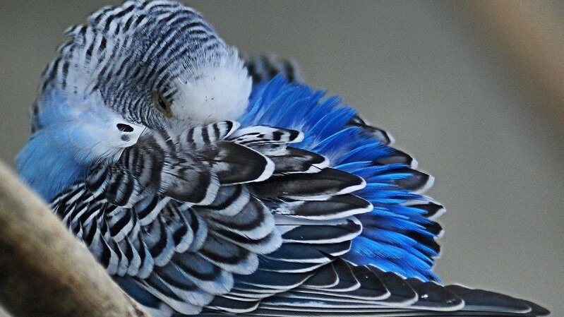 Budgerigar