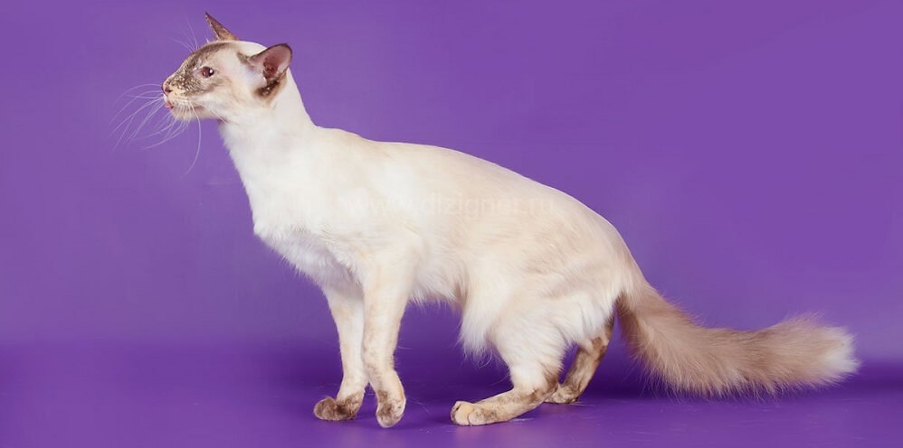 Balinese cat breed