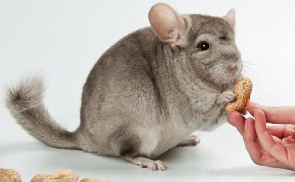 What to feed chinchillas