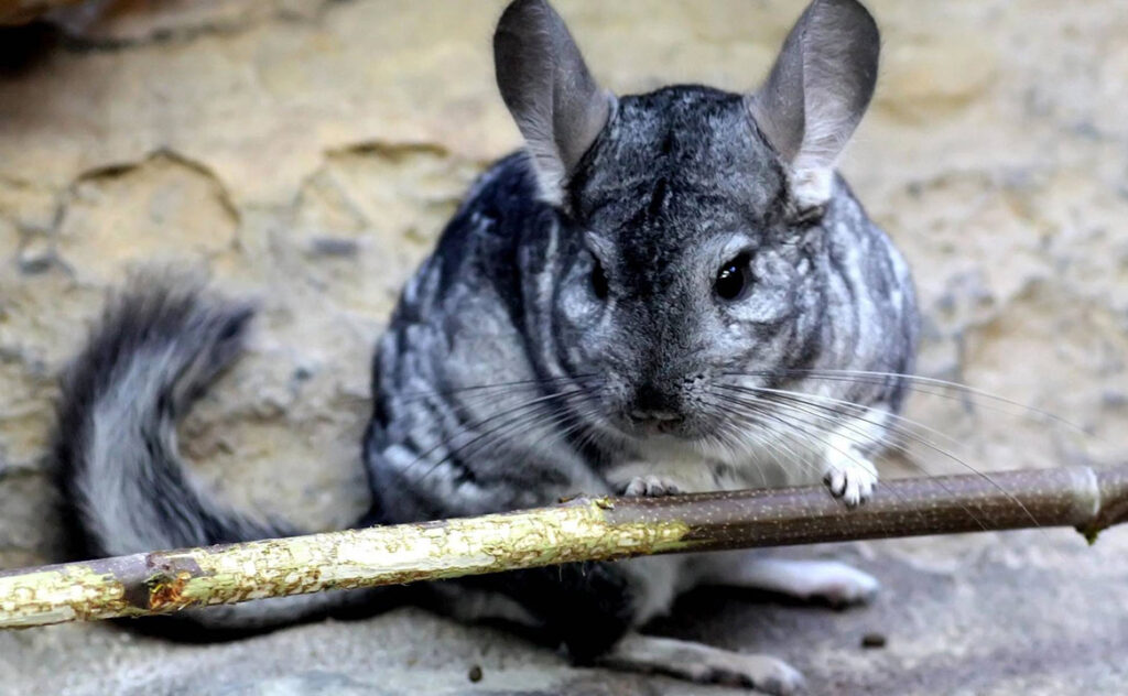 What does a chinchilla eat in the wild?