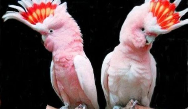 Interesting pink cockatoos