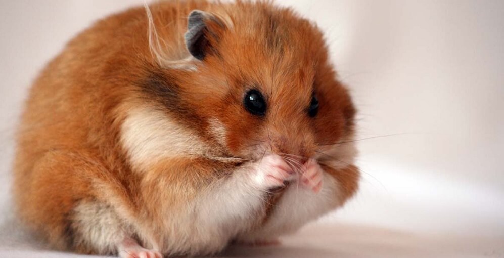 site about hamsters