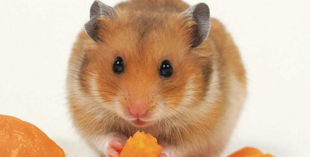 hamster website