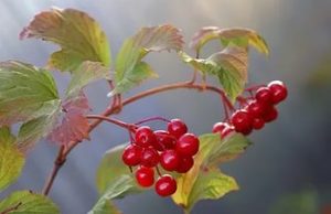 viburnum branch