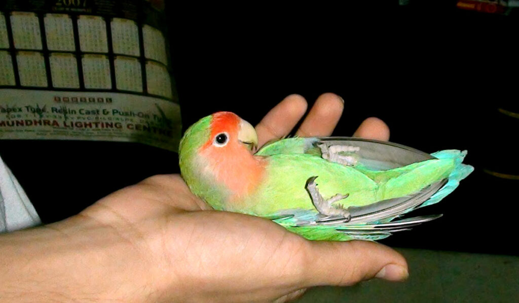 Games with lovebird photo