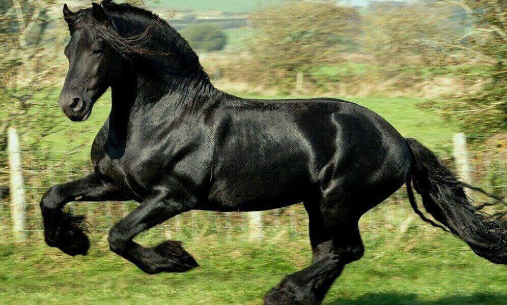 interesting facts about horses