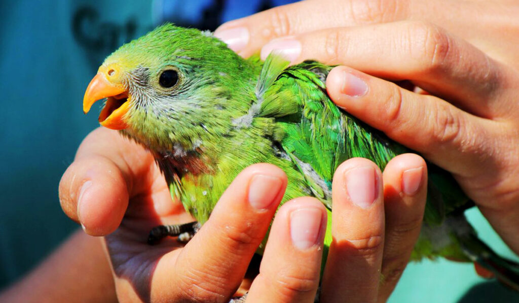 How to catch a parrot photo