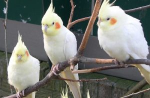 how to care for a cockatiel parrot