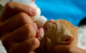 Feeding a kitten from a pacifier