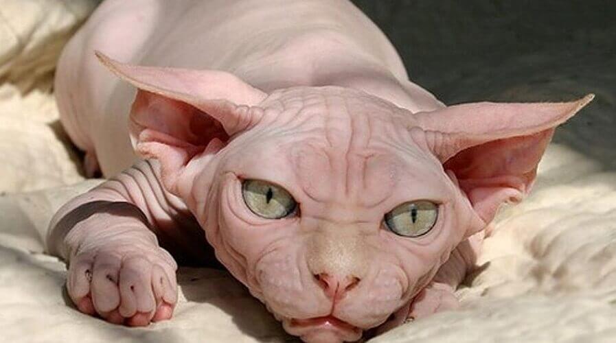 Canadian Sphynx