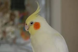 pet cockatiel