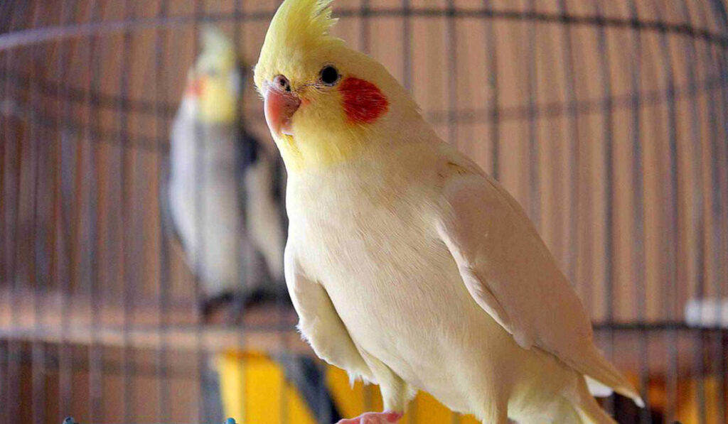 Corella in a cage photo