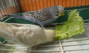 feeding parrots