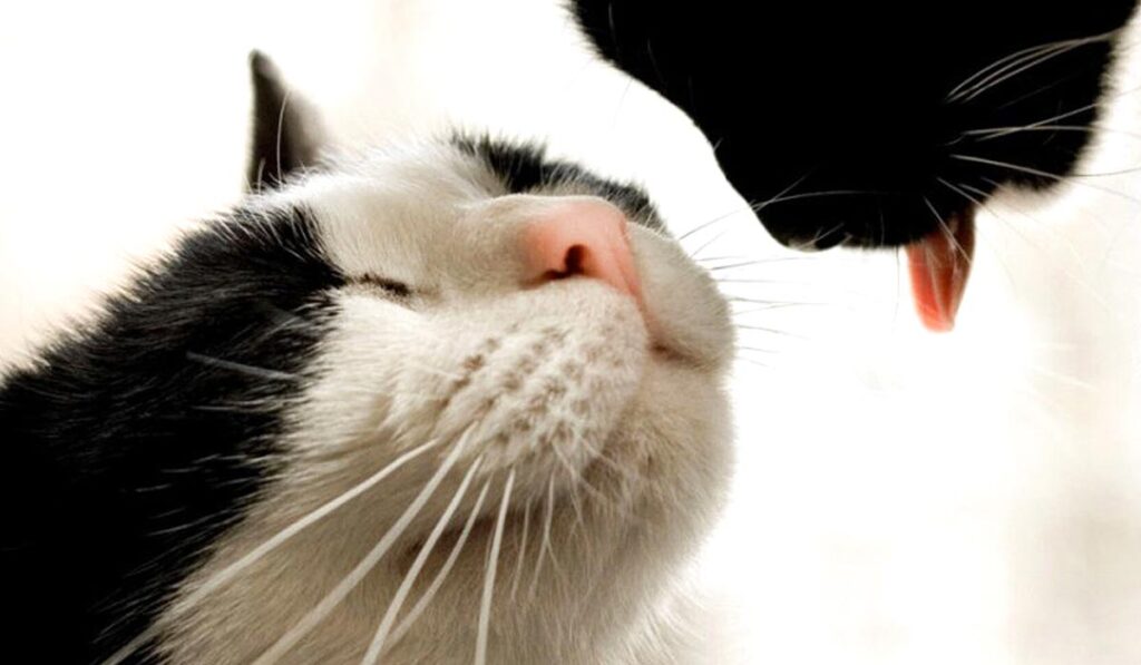 Cats rub noses