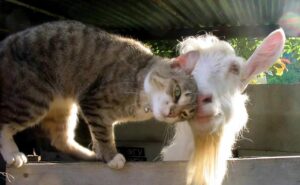 Cat and goat