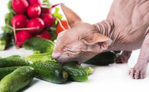 Cat and vegetables