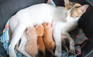 Cat feeding kittens