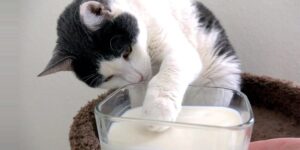 The cat touches the milk with its paw