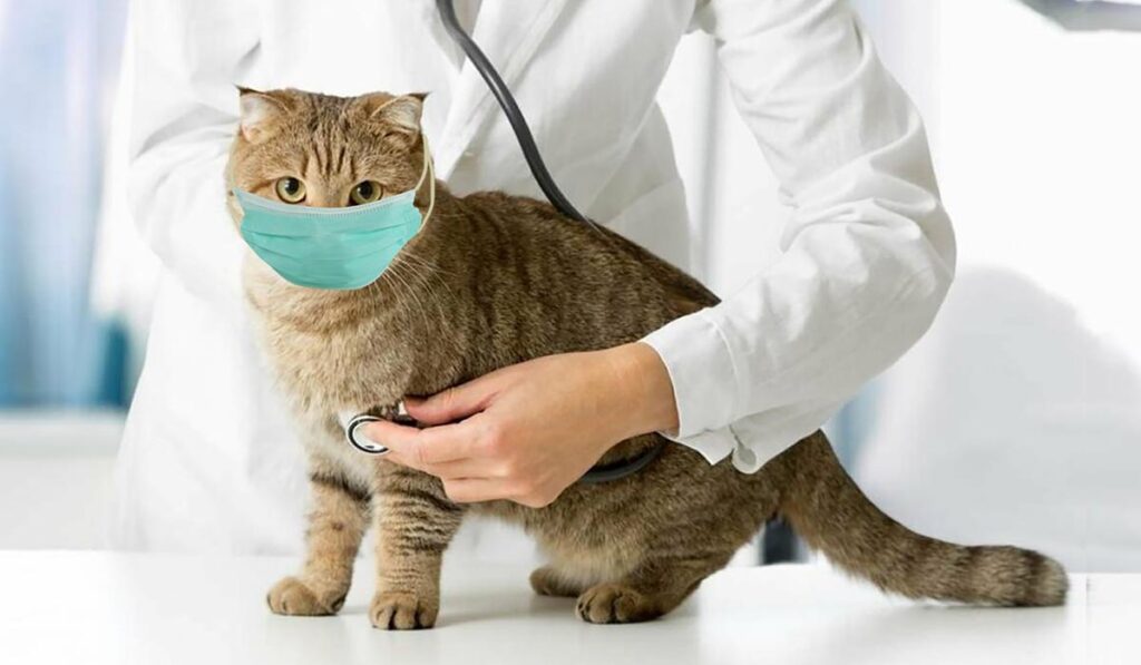Cat wearing a mask at the veterinarian