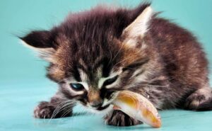 Kitten eats fish