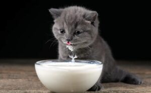 Kitten drinks milk