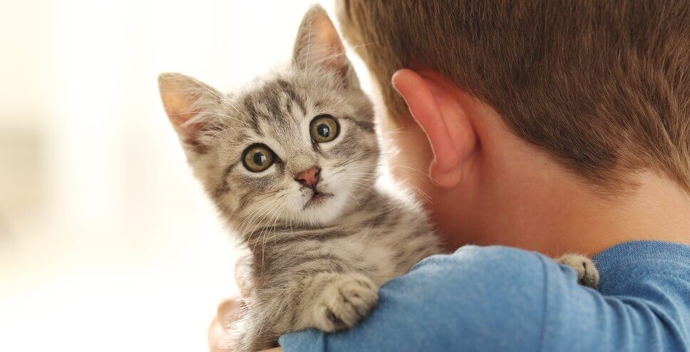 caring for cats and kittens