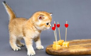 Kitten and cheese