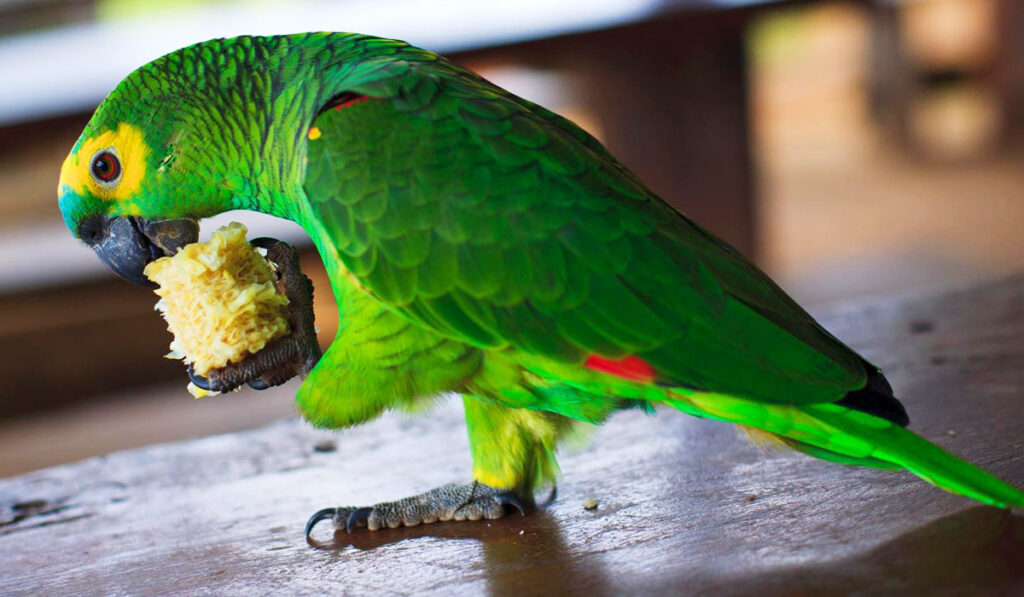 Beautiful and healthy parrot photo