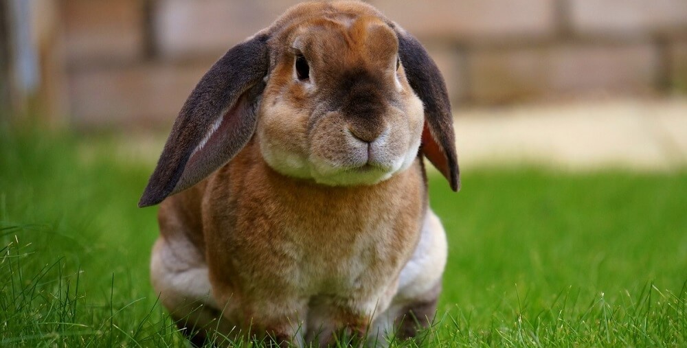 domestic rabbit