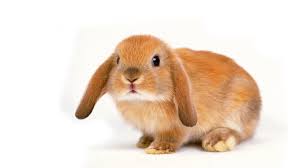 all about domestic rabbits