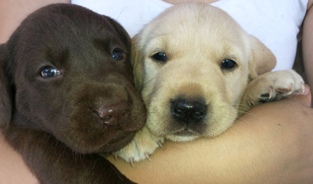 Month old retriever puppies