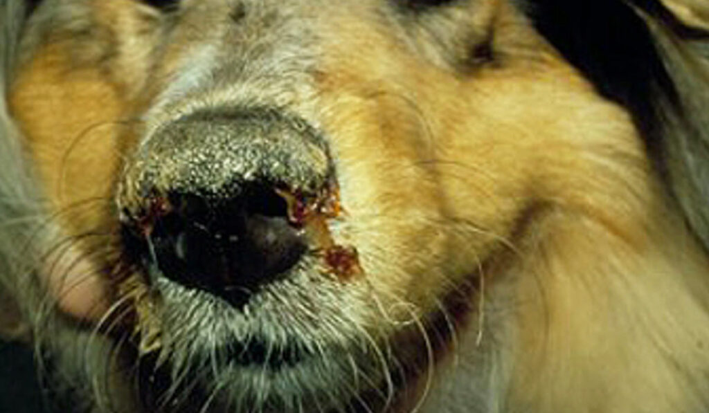 Pneumonic distemper in dogs photo