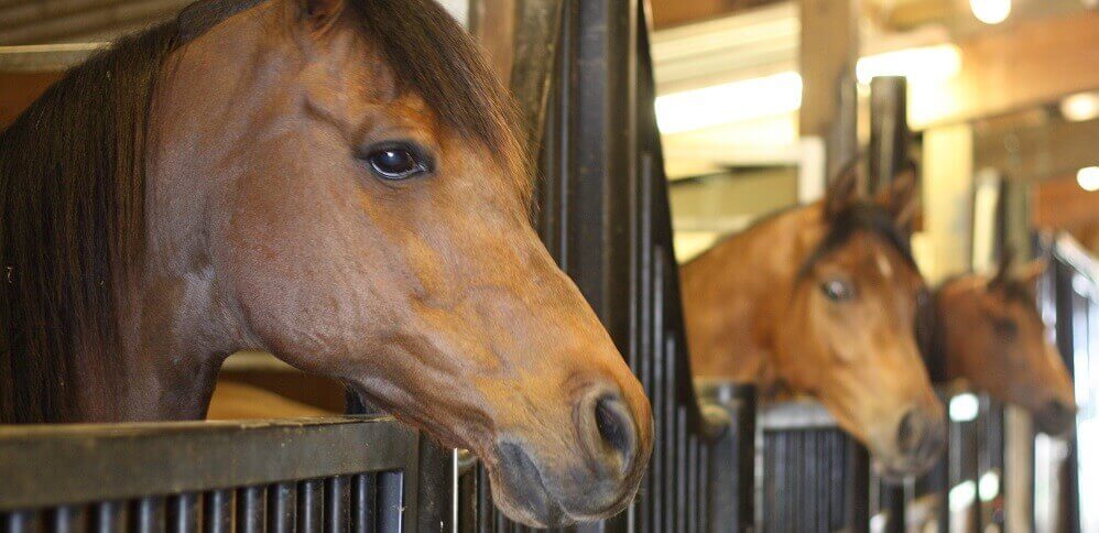 horse stall