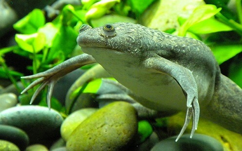frogs for aquarium