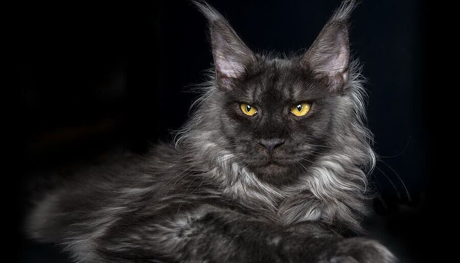 Maine Coon