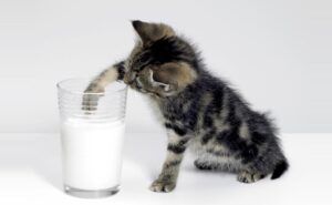 Milk for a kitten