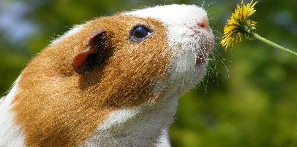 Guinea pig