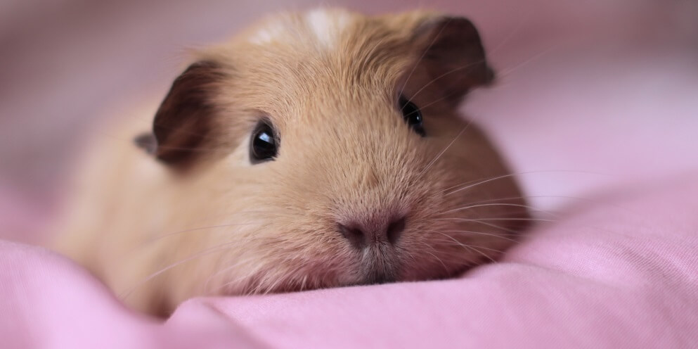 world of guinea pigs website