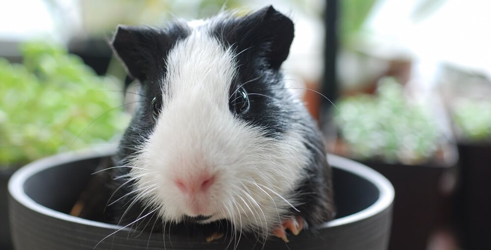 guinea pigs website