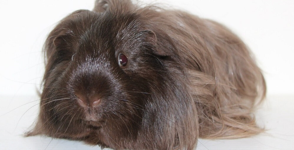 Guinea pigs